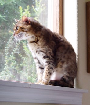 Joycatz Cerinthe of RainForest