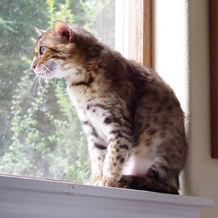 Joycatz Cerinthe of RainForest