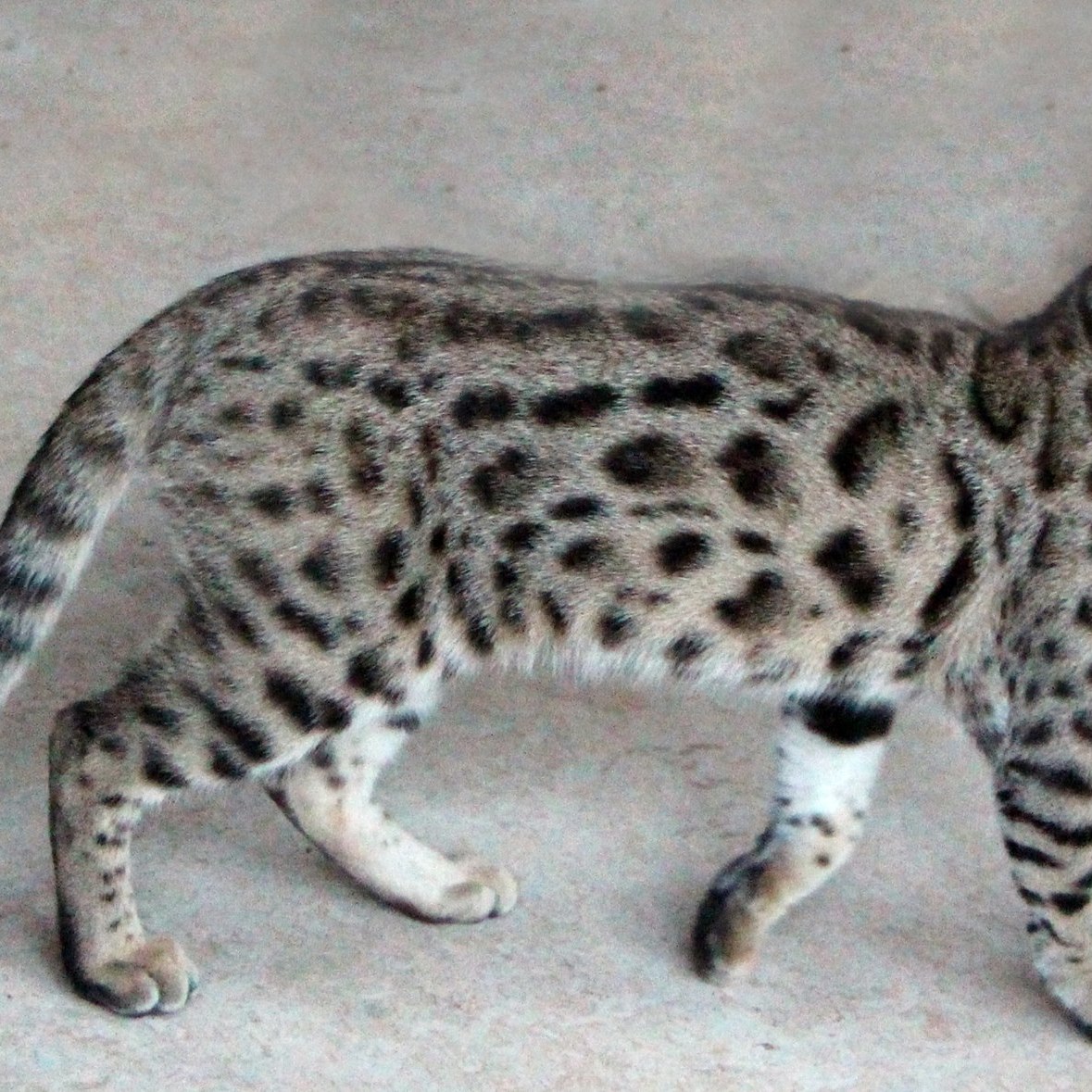 Junglekatz Joey Rico of RainForest