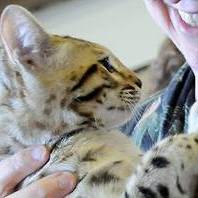 Junglekatz Joey Rico of RainForest