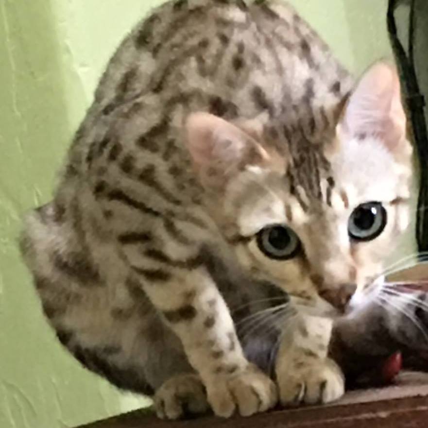 Malala - Rainforest Bengals