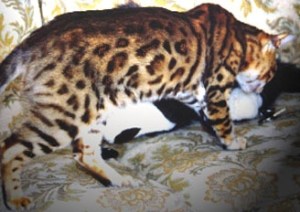 Border Incident - Rainforest Bengals