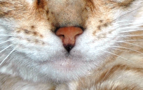 Bengals - nose
