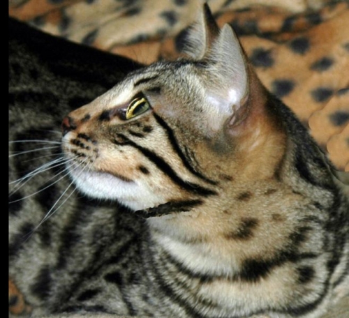 Bengals - face markings