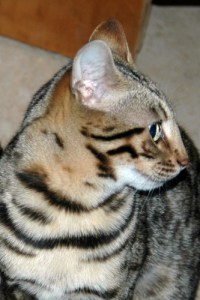 Hamachi - Rainforest Bengals