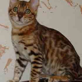 Mosquito - Rainforest Bengals