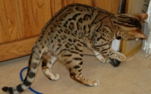 My Girl - Rainforest Bengals