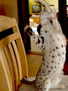 Splatter - Rainforest Bengals