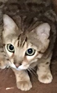 Pantera - Rainforest Bengals