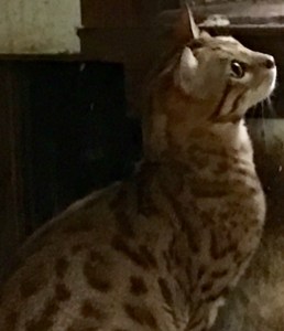 Pantera - Rainforest Bengals